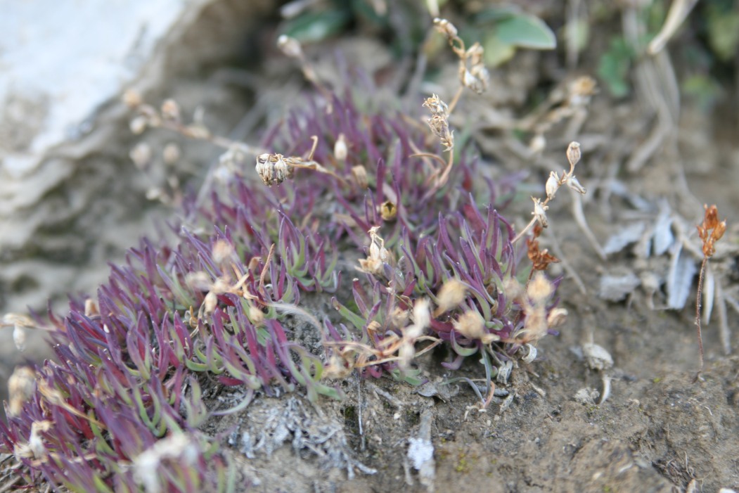 Assolutamente sconosciuta, Moncenisio - Carpobrotus sp.